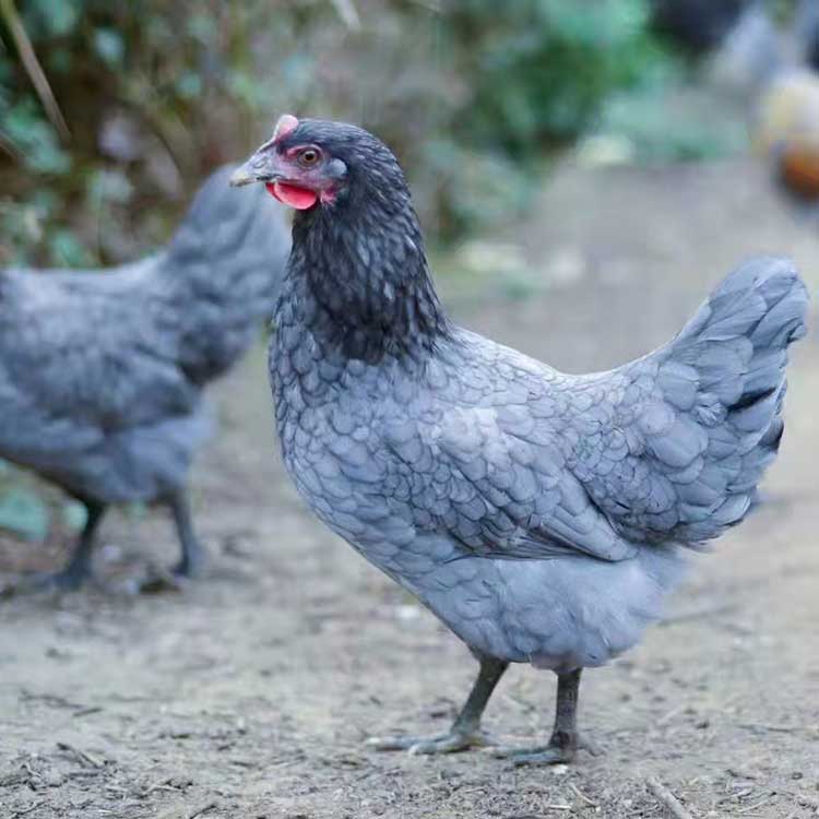 广元灰鸡