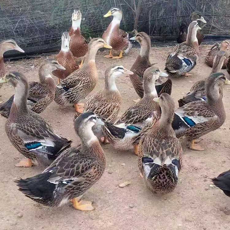本地土鸭